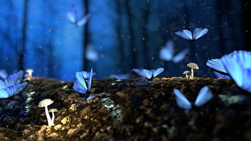 Magical Forest Receptions